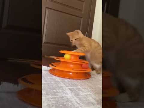 İlk bulduğmda çok korkuyrdu🤗2 tane kedi var bizimki evin reisi olmuş🤣Rabbim razı olsun evini açtılar