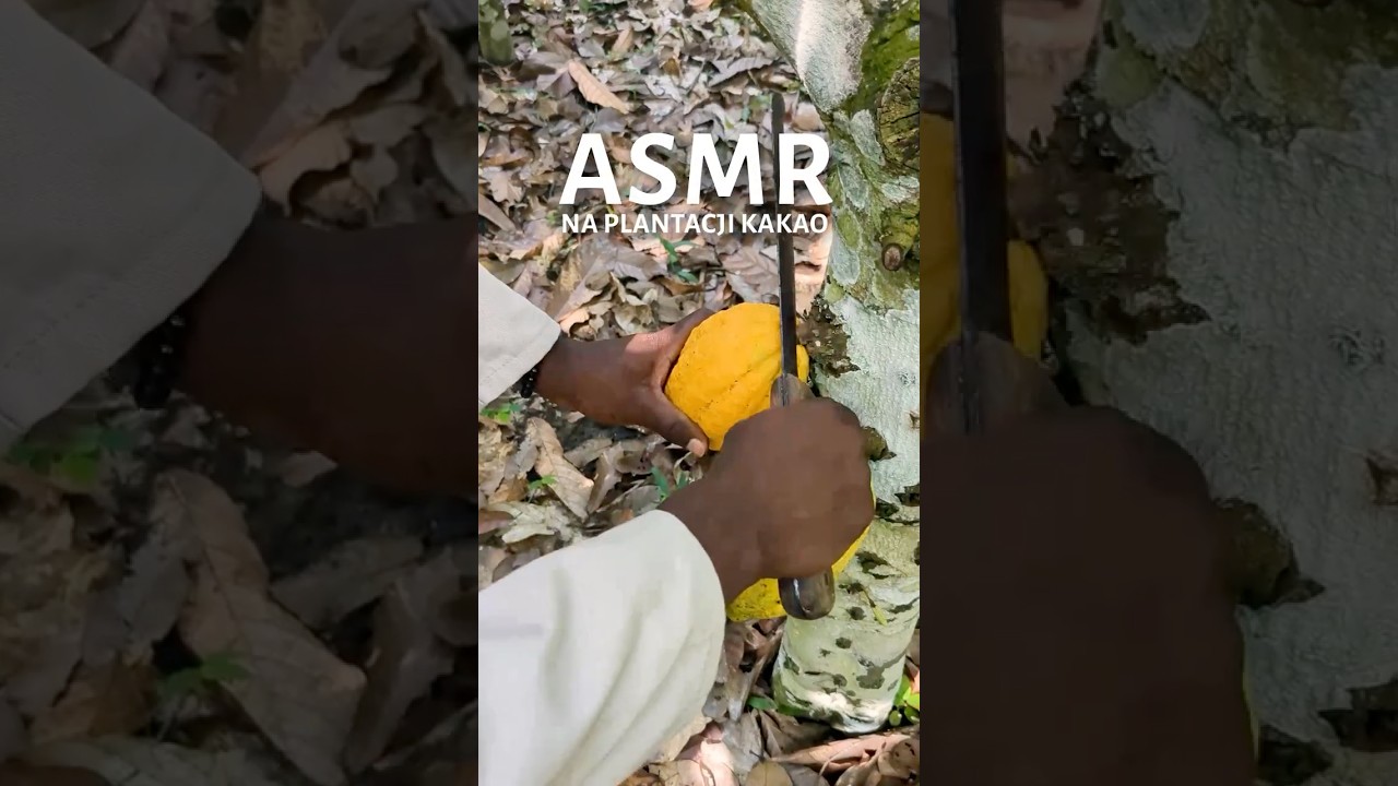 ASMR na plantacji kakao #fairtrade #asmr #cocoa #kakao