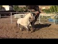 When Horses Attack Part 1 Mike Hughes Auburn California