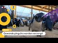 Ziekenhuis voor pinguïns geopend in Zuid-Afrika