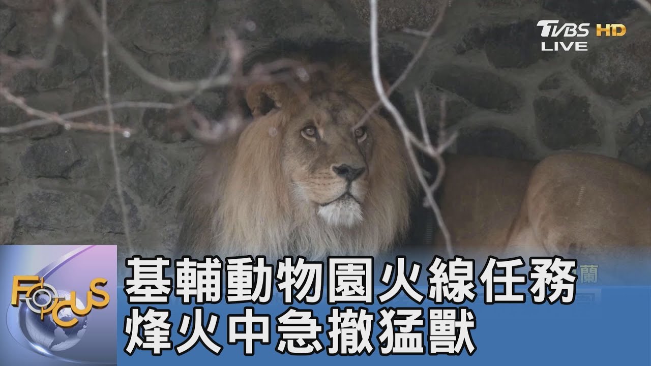 基輔動物園火線任務 烽火中急撤猛獸