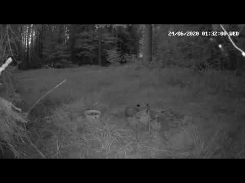Lynx catches a fox