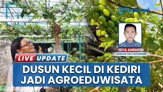Penampakan Kampung Anggur yang Didirikan di Toyoresmi Kediri, Kurangi Ketergantungan Buah Impor