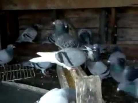 Crescatorie Ion Vadu Sapat 2