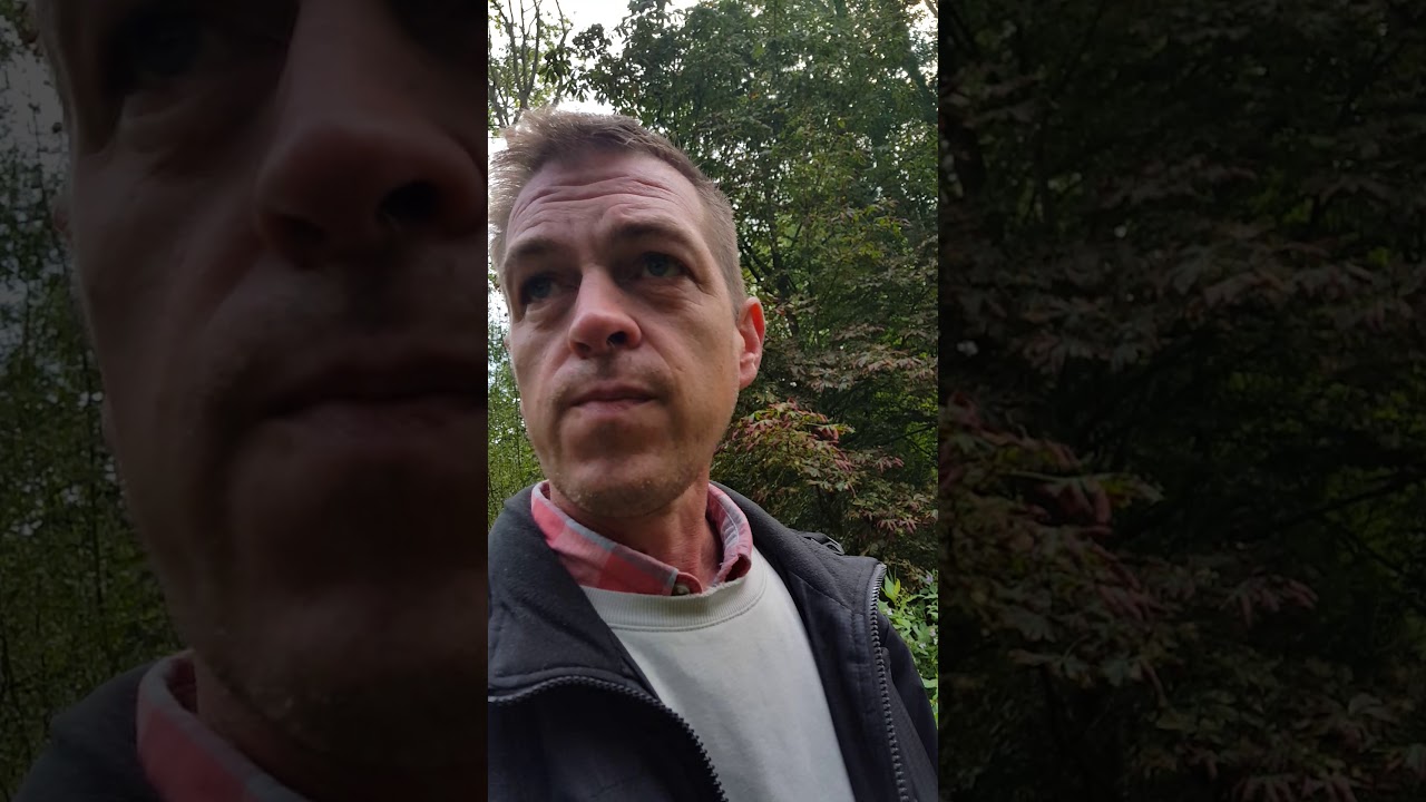 Crack Willow Salix Fragilis British Trees - YouTube