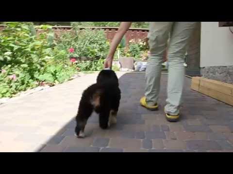 Melody of Mars Alexberns 7 weeks