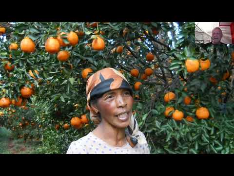 Growing Mangos in Madagascar to Get on a Path Out of Poverty