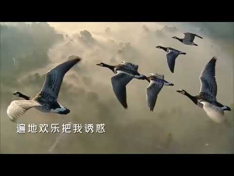 【凤凰传奇】策马扬鞭