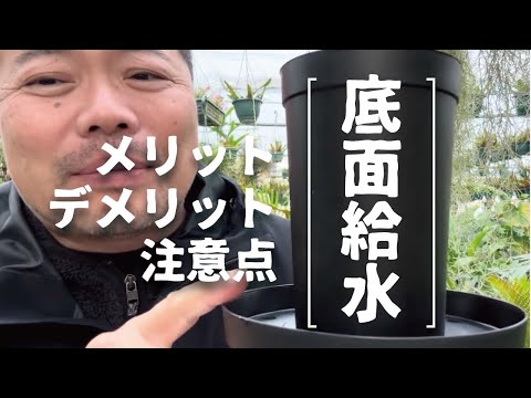 園芸 乾性植物は実質的に水がなくても生きていける