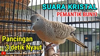 Download lagu Perkutut Lokal Gacor Suara Kristal Pancingan Burung Perkutut Paling Ampuh Agar Cepat Bunyi Gacor mp3 Download lagu Perkutut Lokal Gacor Suara Kristal Pancingan Burung Perkutut Paling Ampuh Agar Cepat Bunyi Gacor mp3