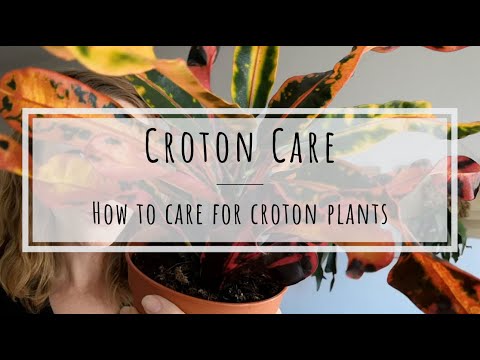 , title : 'Croton care: how to care for Croton (Codiaeum variegatum)'