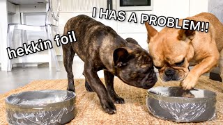 Pranked My Two Frenchies with Plastic Wrap over their food