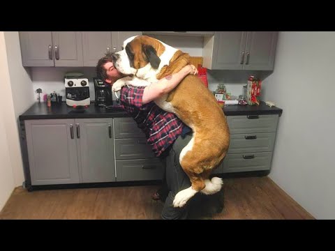 Cuando tu perro grande se niega a crecer 😂 Los perros gigantes más divertidos