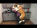 When Your Big Dog Refuses To Grow Up Funniest Giant Dogs