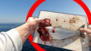 NC Bottom Fishing w/ Fresh Cut Bait - UNEXPECTED Surprise