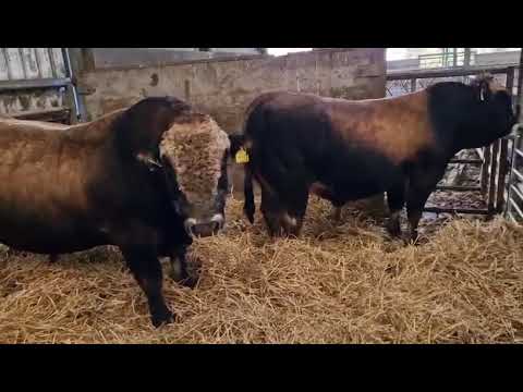 Two outstanding Aubrac bulls for Tullamore - Image 2