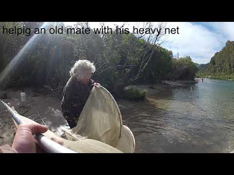 whitebaiting 10+ kgs