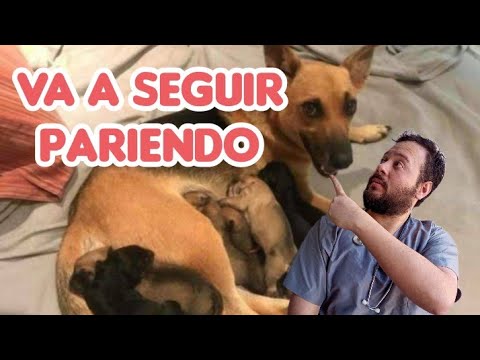 How to know if my dog ​​is going to give birth to more puppies