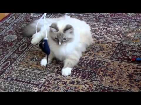 Siberian plays with a mouse ▶0:27