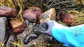 preview picture of video 'มาเที่ยวนอร์เวย์มาเก็บหอยแมลงภู่-ตกปลาด้วยกันค่ะ(จงค่ะ คนภูเวียง)'