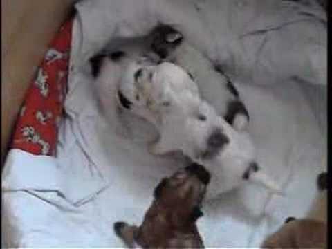 Bhoomi Lamleh Schambala 4 weeks