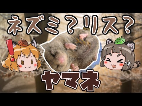 ヤマネを追い払う: これは重要な注意点です トピックス