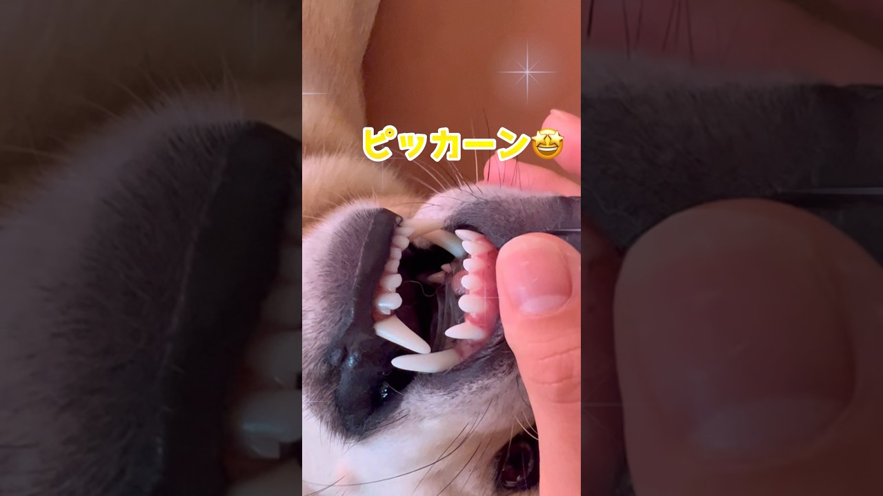 【犬　歯磨き】歯科衛生士がする愛犬の歯磨き♪ #歯科衛生士#保護犬#犬