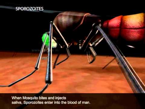 Malaria Lifecycle