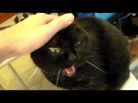 Funny - Rachel the Bombay Cat May 27 2019