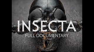 Insecta: Science That Stings