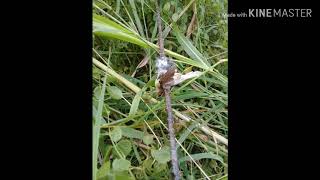 Download lagu Suara pikat kerak basi alis hitam paling ampuh mp3 Download lagu Suara pikat kerak basi alis hitam paling ampuh mp3