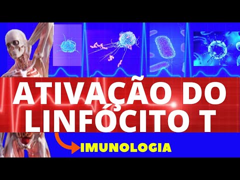 ATIVAÇÃO DE LINFÓCITOS T (ENSINO SUPERIOR) - IMUNOLOGIA - SISTEMA IMUNOLÓGICO
