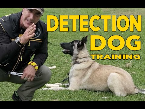 Dog Scent Detection Basics