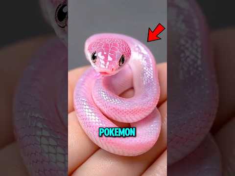 Die 3 seltensten Schlangenarten der Welt 😱