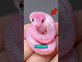 Top 3 Rarest Snake Species on Earth 😱