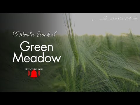 Relaxing Wind Sound from the Grass Field for Studying 15 Minutes