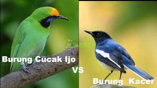 Download lagu Download Suara Burung Cucak Ijo VS Burung Kacer11 mp3