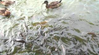 preview picture of video 'Carp Fish feeding frenzy'