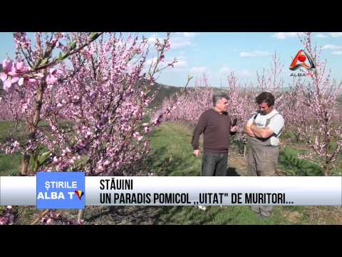 Stăuini   un paradis pomicol, uitat de muritori