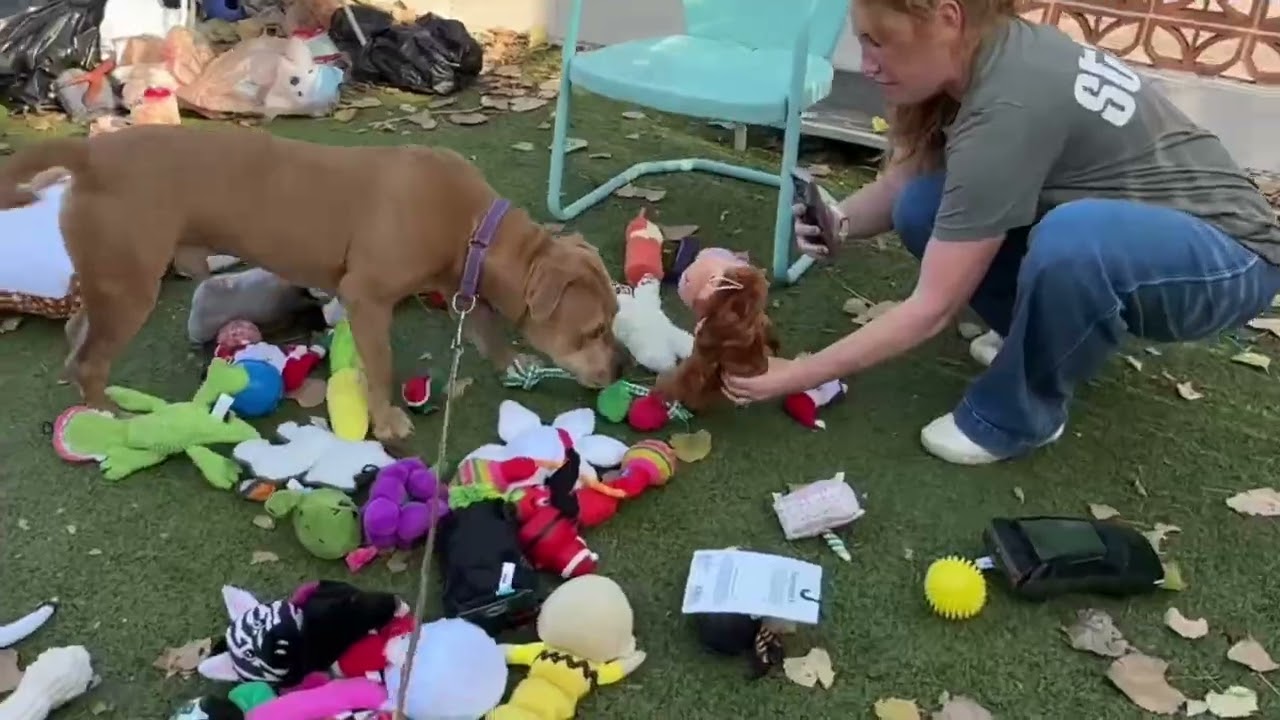 Enlarge Cowboy Caviar, a Adoptable mixed breed in Austin, TX video 6/6