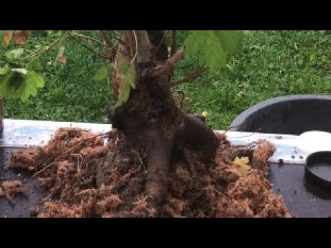 2022 der dicke Feldahorn ‚Acer campestre’ von Josef Bruns