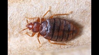 In 60 Seconds: 5 effective home remedies for bedbugs