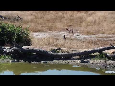 Djuma: Hosana male Leopard watches the Nyalas and Impalas - 13:55 - 05/31/19