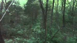 Young Buck's early morning prowl