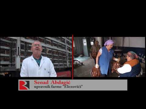 U "Agrokomercu" započinje proizvodnja konzumnih jaja