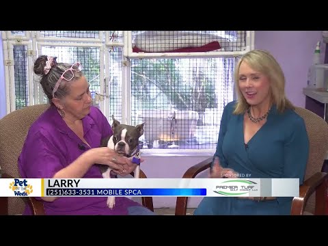 Pet of the Week: Larry, the Boston Terrier - YouTube