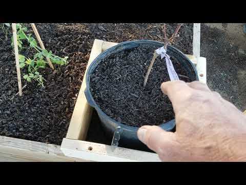 Made an in-garden worm farm, Feb. 16, 2020