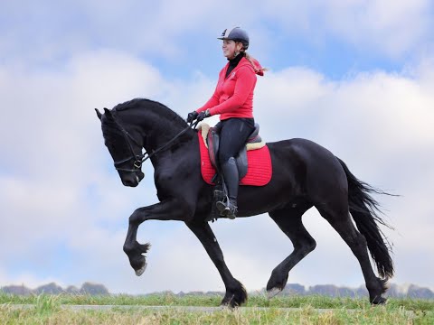 Stal Okkema's Herke - Jurre x Tsjalke - gelding - 1.65m - 2018