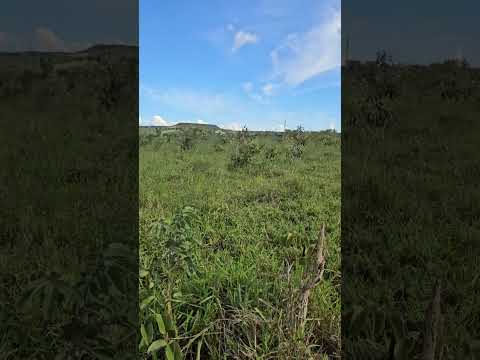 chácaras de 2 hectares planas, terra de cultura em Alexânia Goiás a venda por 150Mil a vista
