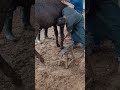 The Healing Power Of Animal Therapy Enjoying The Serenity Of Donkey Hoof Trimming ‍ ️